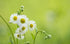 Chamomile - Paint by Diamonds